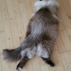 Ragdoll DK Vandoll Youthfull Yoda rag n