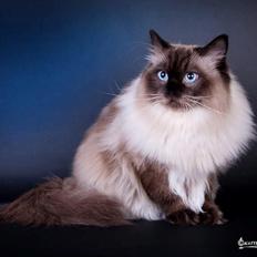 Ragdoll DK Vandoll Youthfull Yoda rag n