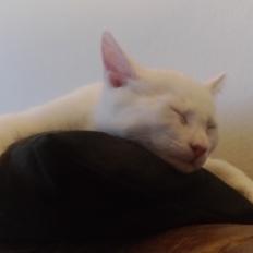 Blanding af racer Kalle