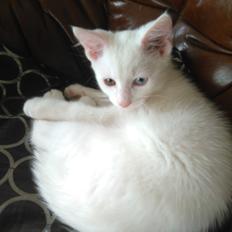 Blanding af racer Kalle