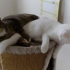 Blanding af racer Sille