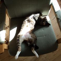 Blanding af racer Sille