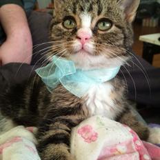 Blanding af racer Tony