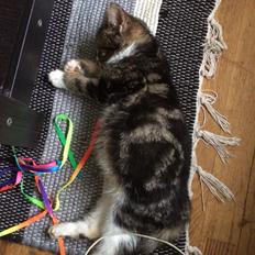 Blanding af racer Tony