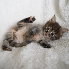 Maine Coon Sally 