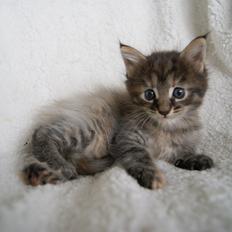 Maine Coon Sally 