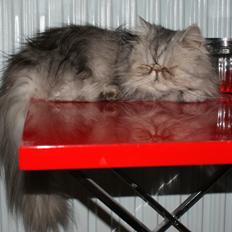 Perser DK Todays Peek-A-Boo (Ella)