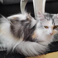 Blanding af racer Tiggi