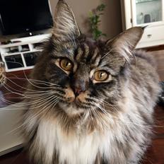 Maine Coon Simba