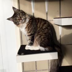 Maine Coon Darling Nala