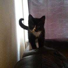 Blanding af racer Ludvig