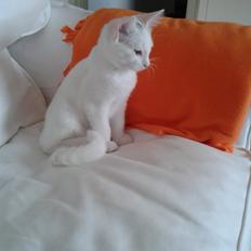 Blanding af racer Sarina