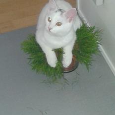 Blanding af racer Sarina