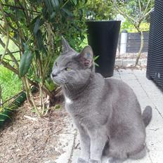 Blanding af racer Silver