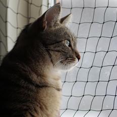 Europé Boholdt Orla Frøsnapper (Tiko)