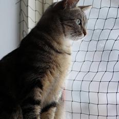 Europé Boholdt Orla Frøsnapper (Tiko)