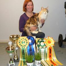 Maine Coon PR. DK Bjørnholts Eliana. 26/3