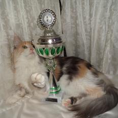 Maine Coon PR. DK Bjørnholts Eliana. 26/3