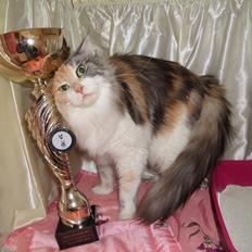 Maine Coon PR. DK Bjørnholts Eliana. 26/3