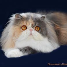 Perser Dkmaywood's Mina