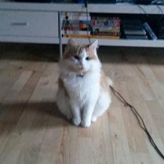 Blanding af racer Bøllemis