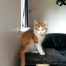 Blanding af racer Bøllemis