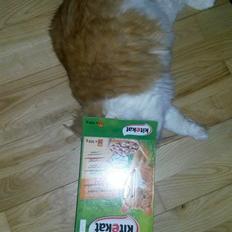 Blanding af racer Bøllemis