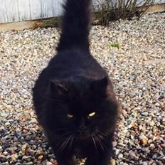 Blanding af racer Sorte