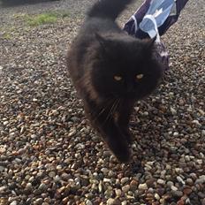 Blanding af racer Sorte