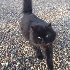 Blanding af racer Sorte