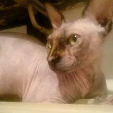 Sphynx Malou