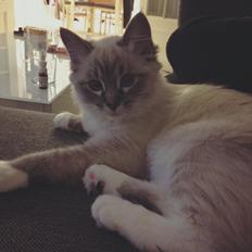 Blanding af racer Nelly