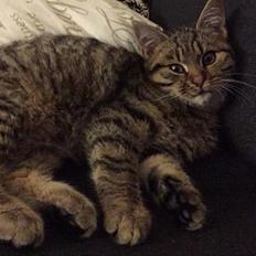 Blanding af racer Pelle Haleløs