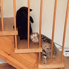 Blanding af racer Pelle Haleløs