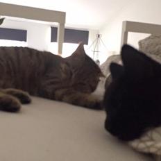 Blanding af racer Pelle Haleløs