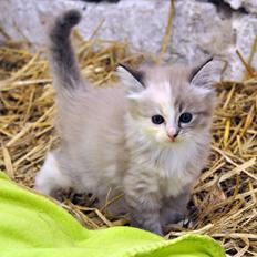Ragdoll Shady Acres Sweet Dakota