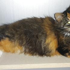 Blanding af racer Bell