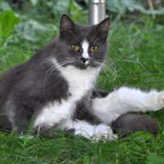 Blanding af racer Minnie