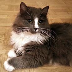 Blanding af racer Minnie