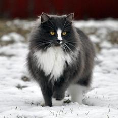 Blanding af racer Minnie