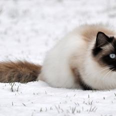 Ragdoll Shady Acres Marshmallow