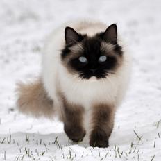 Ragdoll Shady Acres Marshmallow