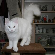 Norsk Skovkat Beauty