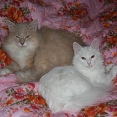 Norsk Skovkat Beauty