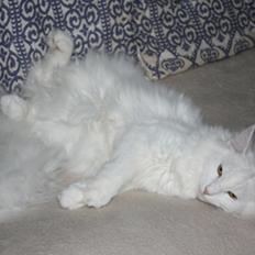 Norsk Skovkat Beauty