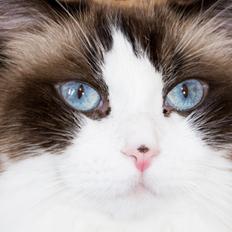 Ragdoll Dr. Nobel