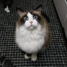 Ragdoll Dr. Nobel