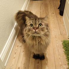 British Longhair Crazy Cute Cats Felix