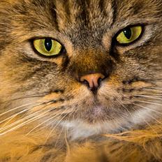 British Longhair Crazy Cute Cats Felix