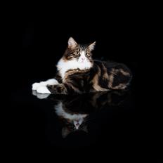 Kurilean Bobtail DK Korzhik's Louis Vallet